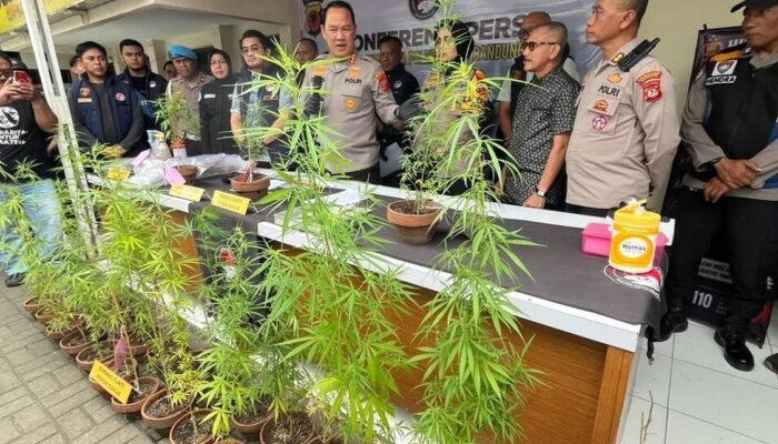 Driver Online di Bandung Tanam 27 Pohon Ganja di Rooftop Rumah, Terancam Pidana