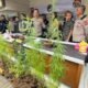 Driver Online di Bandung Tanam 27 Pohon Ganja di Rooftop Rumah, Terancam Pidana
