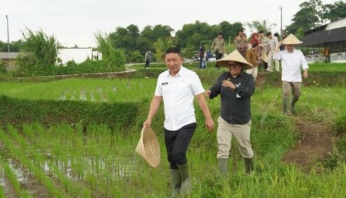 Wabup Sukabumi Dorong Petani Terapkan Teknologi PM-AAS, Produktivitas Padi Ditargetkan 10 Ton per Hektare