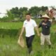 Wabup Sukabumi Dorong Petani Terapkan Teknologi PM-AAS, Produktivitas Padi Ditargetkan 10 Ton per Hektare