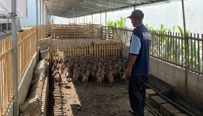 Lapas Garut Kembangkan Peternakan Bebek, Serap Limbah Dapur MBG dan Kulit