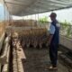 Lapas Garut Kembangkan Peternakan Bebek, Serap Limbah Dapur MBG dan Kulit