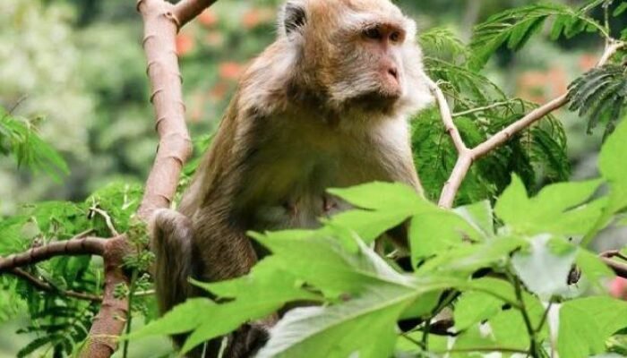 Seharian di Tahura Ir H Juanda: Bertemu Monyet, Jelajah Gua Belanda hingga Curug Omas