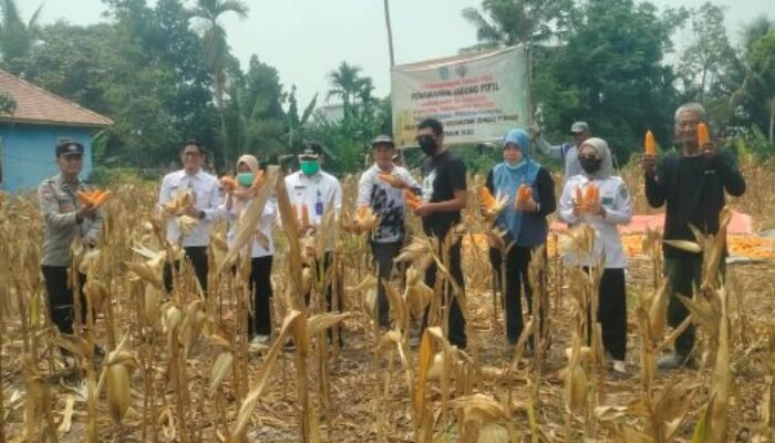 Polres Ogan Ilir Melalui Polsek Tanjung Raja Dukung Program Ketahanan Pangan, Panen Jagung di Desa Pinang Ma