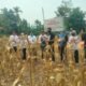 Polres Ogan Ilir Melalui Polsek Tanjung Raja Dukung Program Ketahanan Pangan, Panen Jagung di Desa Pinang Ma