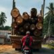 Truk Pengangkut Kayu Bulat Dikeluhkan Warga Tubaan, Muatan Dinilai Membahayakan Pengguna Jalan