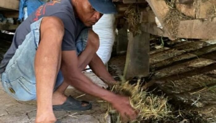 Peternak Binaan BAZNAS di Sumedang Optimalkan Limbah Untuk Budidaya Cabai Rawit